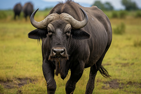 非洲野生水牛图片