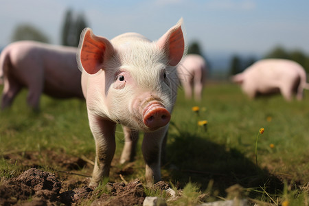 农场田野上养殖的猪仔图片