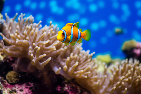 珊瑚旁的小丑鱼图片