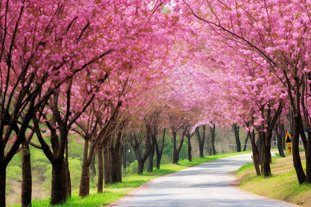 日本的樱花景观图片