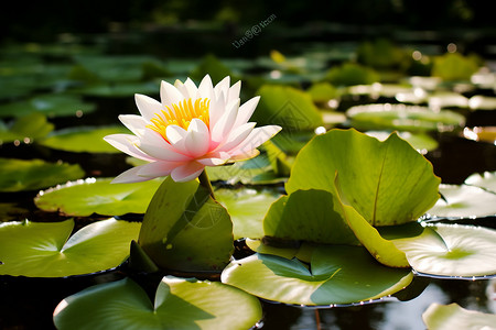 夏天美丽的莲花图片