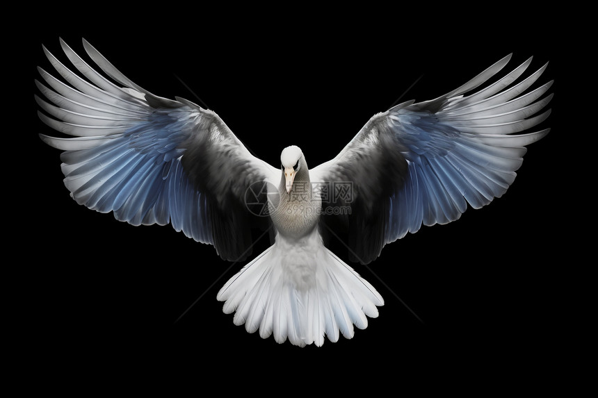 自由飞翔的鸟类图片