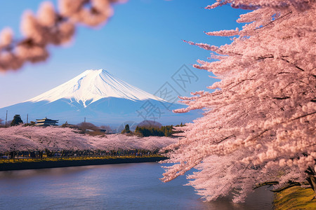 富士山下美丽的樱花园图片