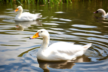 农场湖泊中游泳的白鹅图片
