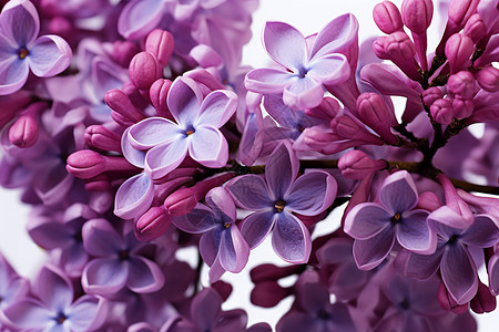春天盛开的紫色丁香花背景图片