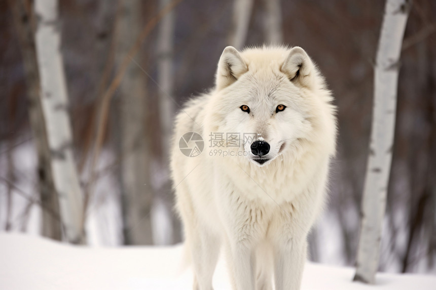冬天树林里的狼图片