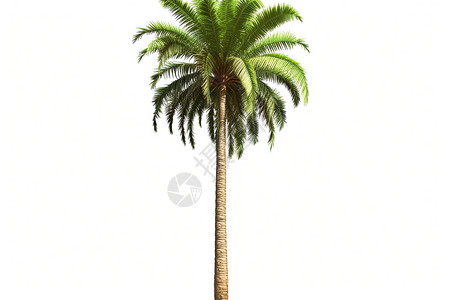 孤立的热带树木背景图片