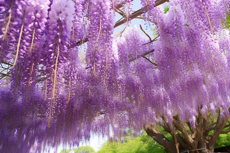 好看的紫藤树背景图片