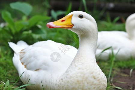 自然美丽的大白鹅高清图片