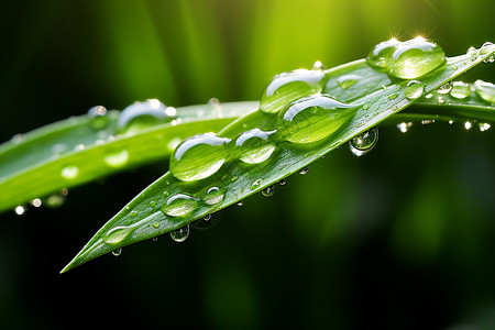 树叶上的雨滴特写图片