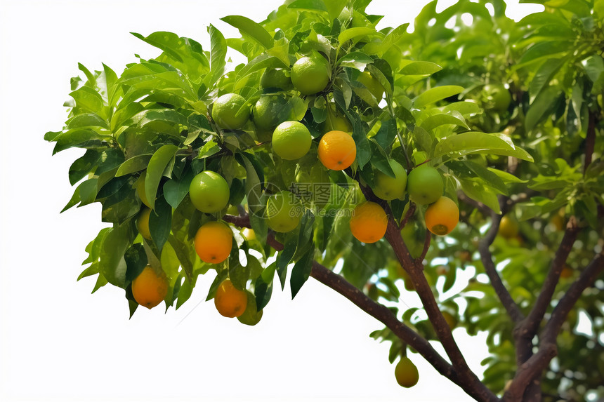 树上成熟的果子图片