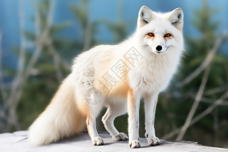 红色北极眼神清冷的狐狸背景