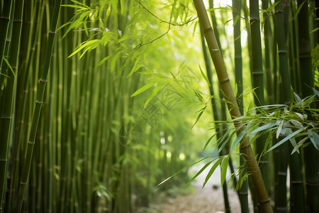 丛林中的竹海景观图片
