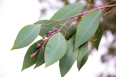 浅绿色的桉树树叶背景图片