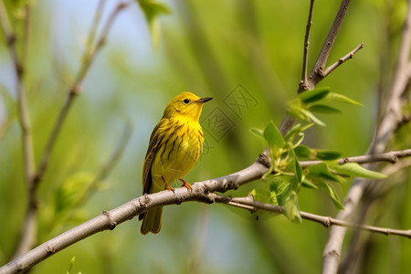 一只黄色的黄莺鸟背景