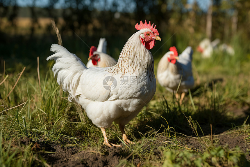 农场养鸡场中的公鸡图片