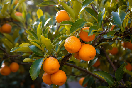 果园的橘子橘子果园高清图片