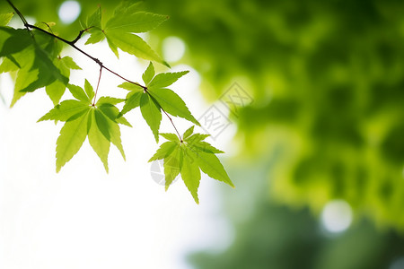 夏天的树叶背景图片