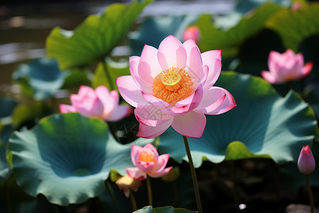 池塘中盛开的莲花图片