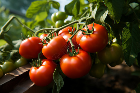 农场原生态番茄种植背景图片