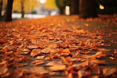 有叶子的路径十月地面的落叶背景