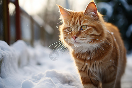 冬天雪地上的猫图片