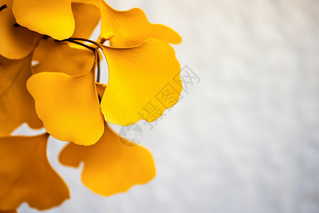 金黄的银杏叶子背景图片