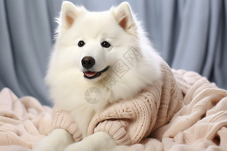 可爱的狗狗穿着毛衣图片