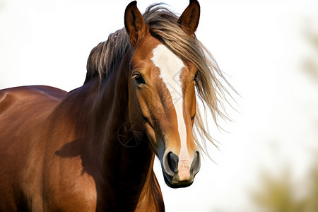 户外养殖的马匹背景图片