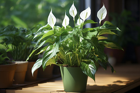 室内植物白掌花高清图片