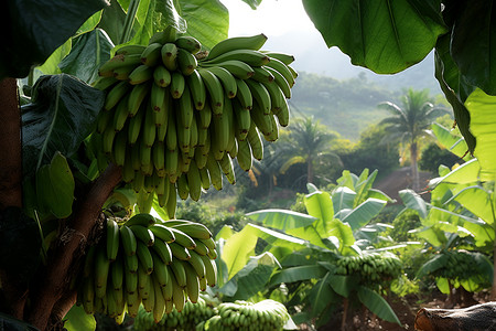 健康生产菲律宾岛屿上的香蕉果园背景