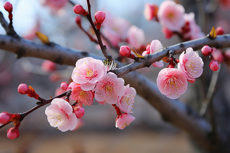 淡淡的粉红色梅花早春春天桃花背景