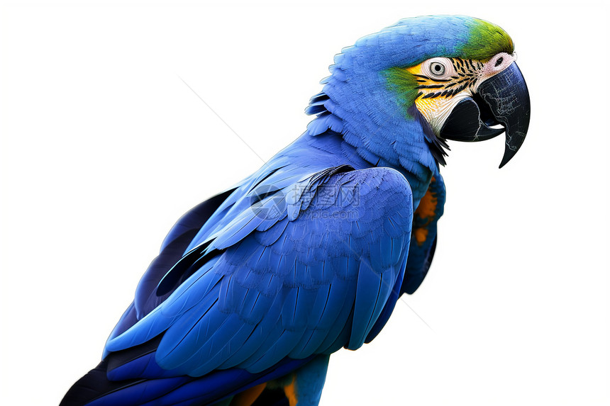蓝色的野生鹦鹉图片