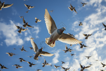 天空中野生的鸽子图片