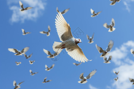 天空中飞行的鸽子图片