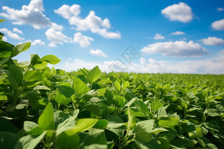 种植了大豆的田地图片