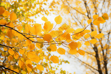 金黄色的秋天景色图片
