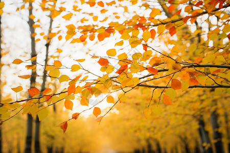 金黄的秋日树林图片