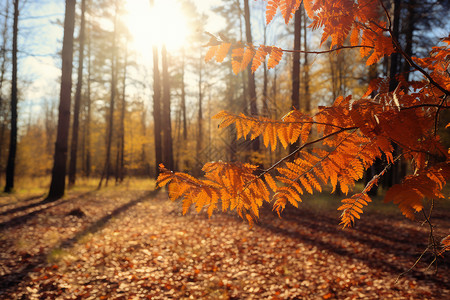 阳光下的秋日树林图片