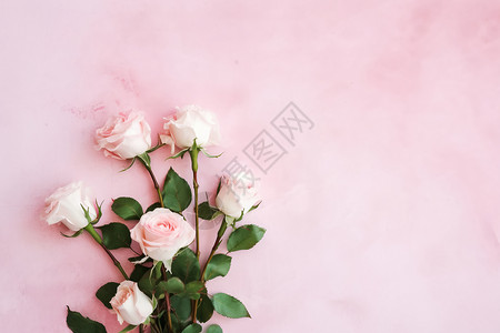 美丽的粉红玫瑰背景图片