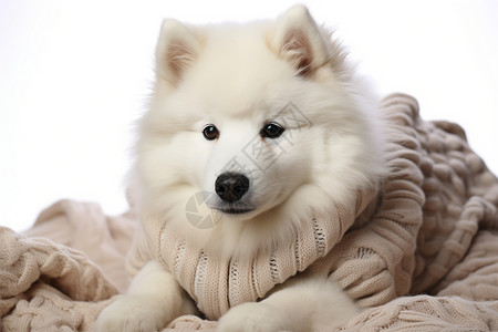 可爱小白狗穿着毛衣的小白狗背景