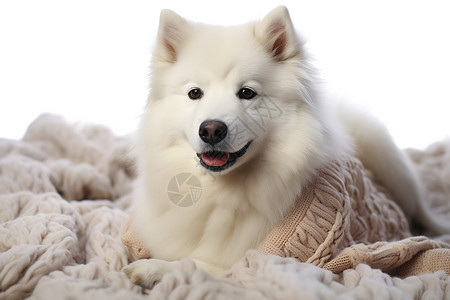 白色萨摩耶趴在毛毯上的狗狗背景