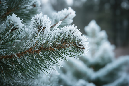 松树上的雪霜高清图片