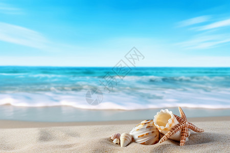 海边的生态海螺背景图片