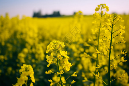 田地里的农业油菜花背景图片