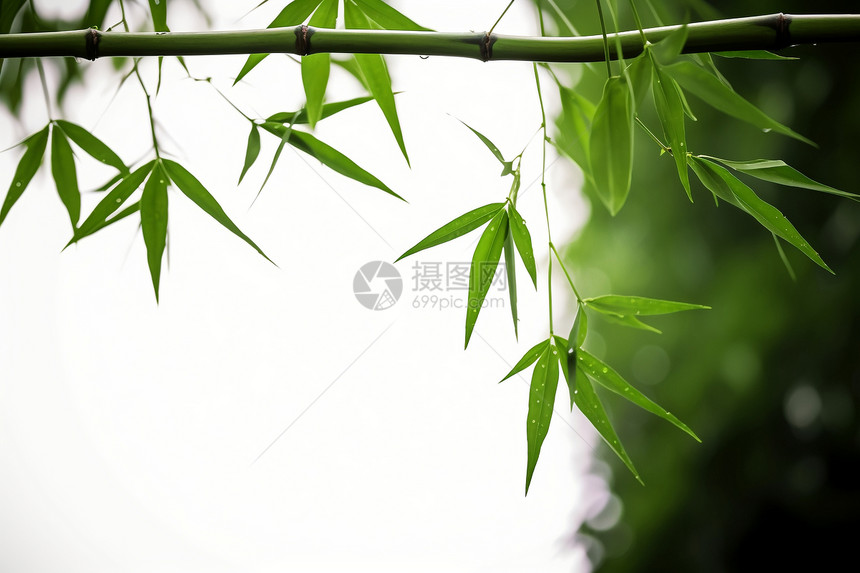 竹子上的绿叶图片