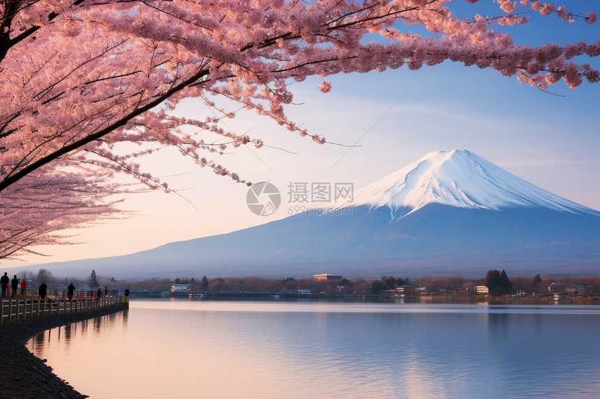 高大的火山和樱桃树图片