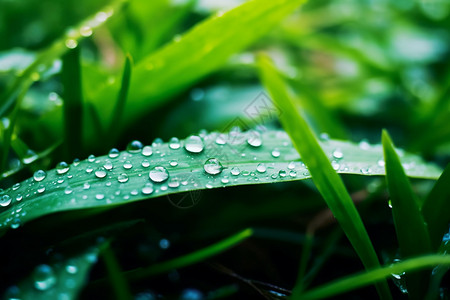 绿色叶子上的雨滴背景图片