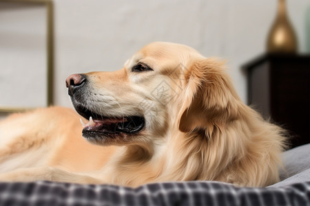 可爱的动物金毛猎犬图片