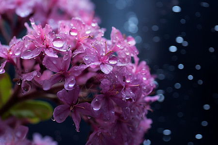 夏天盛开的绣线菊花朵图片